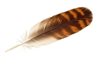 Isolated feather with brown stripes on white background, close-up