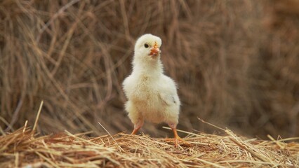 Young Fluffy Chick Standing on Straw in Farm Environment