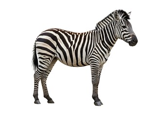 Obraz premium Full body view of a zebra with black and white stripes against a white background