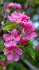Obraz premium Vibrant Pink Crabapple Blossoms Open with Budding Flowers in Springtime Garden Scene