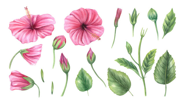 Watercolor set of pink hibiscus isolated background. Hand painted blooms, buds, stems and leaves illustration clip art. For tropical wedding decor, Hawaiian party invitations, feminine beauty branding