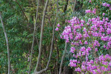 春の訪れ　ミツバツツジ　滋賀県大津市びわこ文化公園
