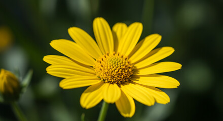 Radiant Yellow Daisy Blossom Illuminated by Natural Sunlight Detail View