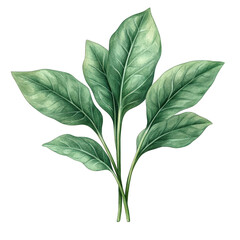 Fresh spinach leaves bunch, kitchen ingredient, cooking, healthy eating