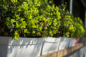 Spring greenery in landscape design. planters with green plants , daisy. urban greenery, street decoration, cafes. Background with copy space.