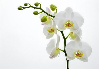 Elegant white orchid with unopened buds against a bright background
