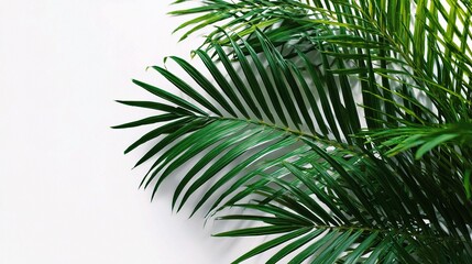 Green Palm Leaves on White Background for Nature and Design
