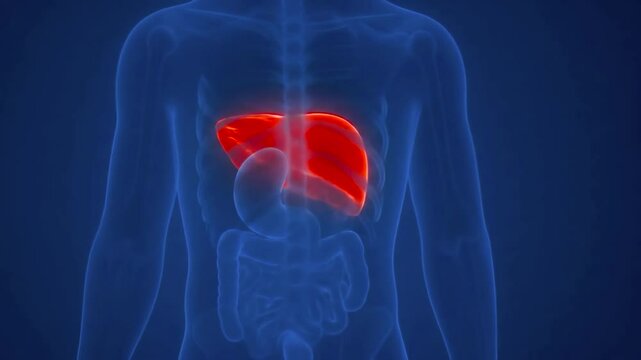Liver function and anatomy: 3D medical animation revealing vital organ system overview details X-ray technology, concept of medical and healthcare