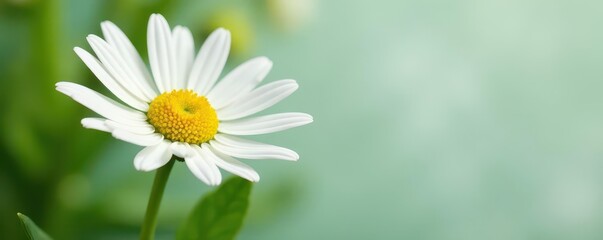Obraz premium Single Marguerite daisy, vibrant white petals, isolated , simple, decoration
