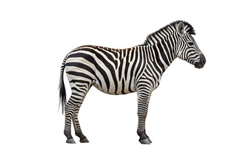 Fototapeta premium Full body zebra standing isolated on white background in studio shot
