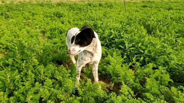 Dog in the carrot crop field
