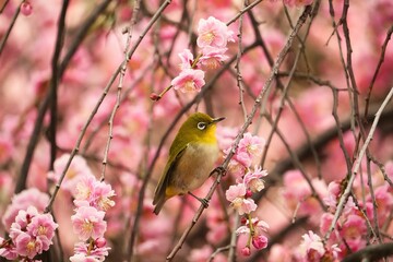 メジロと満開のしだれ梅