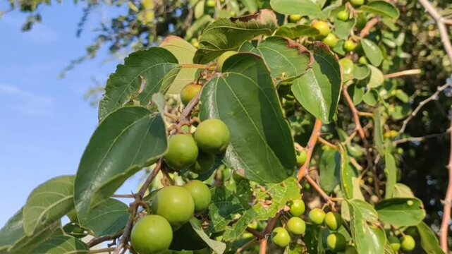 Row Ziziphus Nummularia fruits on the bush branches, wild jujube fruits close up footage