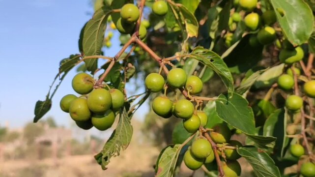 Row Ziziphus Nummularia fruits on the bush branches, wild jujube fruits close up footage