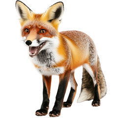 Obraz premium A majestic fox in its natural habitat captured in stunning detail with lush greenery in the background isolated on transparent background..