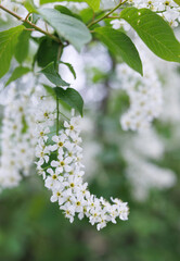 Naklejka premium Prunus padus. Bird cherry flowers against a background of greenery.