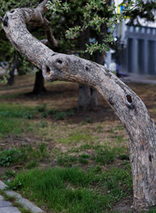 Crooked tree trunks in an abandoned Park.. Tree bent to the ground.