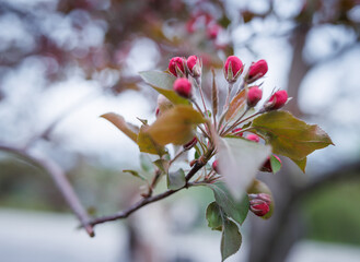 Delicate pink apple blossoms. Pink buds of apple blossoms.
