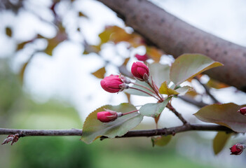 Delicate pink apple blossoms. Pink buds of apple blossoms.