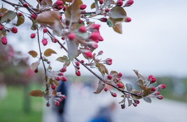 Delicate pink apple blossoms. Pink buds of apple blossoms.