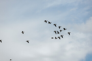  A group of wild geese soars in formation across a partly cloudy sky, captured mid-flight during...