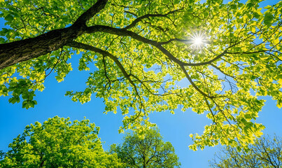 Fototapeta premium Sun shining through vibrant green leaves of a tree against a clear blue sky