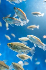 Fototapeta premium 魚群