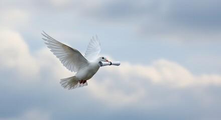 Fototapeta premium Dove Flying Delivering Rolled Document Against Cloudy Sky