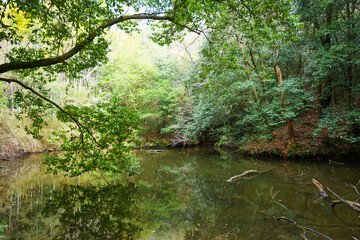 Obraz premium Swamp in the forest, deep in the mountains of Kyoto