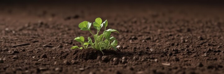 Fototapeta premium Pea sprout pushing through dark brown soil, early growth stage , organic, plantlife, life