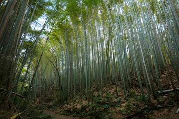 Obraz premium Bamboo grove in Kyoto, mysterious natural landscape of the Orient