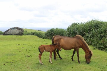 Obraz premium 与那国馬