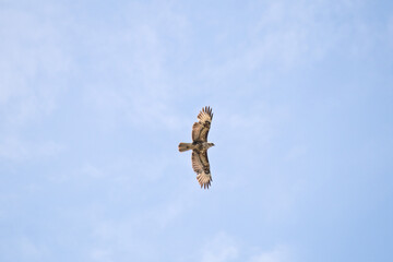 Common Buzzard (Buteo buteo) flying in blue sky. Buzzard soaring with its wings spread. Bird,...