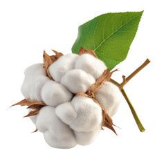 A soft and fluffy bunch of cotton bolls freshly harvested from the field displayed on a rustic wooden surface isolated on transparent background..