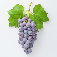 Fototapeta premium Close-up view of a bunch of purple grapes on a stem.