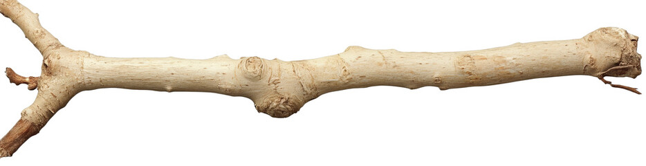 A close-up view of a natural wooden branch, showcasing its smooth texture and intricate details, set against a neutral background, ideal for nature-themed projects