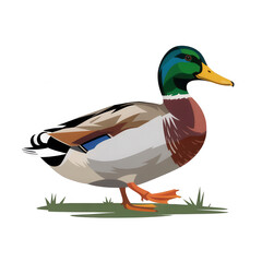 Obraz premium A mallard duck standing on green grass with a black background in a cartoon vector illustration