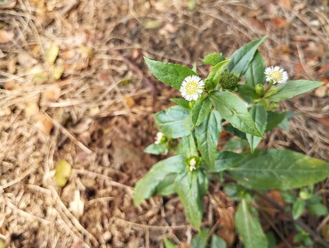 Flase daisy flowers (Eclipta prostrata) in outdoor garden 