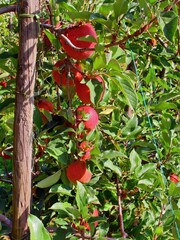 Red glowing harvest mature apple fruits on a tree that is connected to a cracked wooden pile in a plantation.  The ropes and wires for fastening are clearly visible.