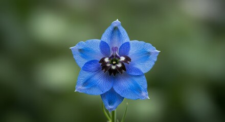 Striking blue delphinium flower in full bloom, a floral beauty closeup