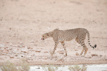 Endangered cheetah cat walking through the dry Kalahari Desert in search of water to drink