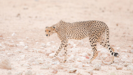 Endangered cheetah cat walking through the dry Kalahari Desert in search of water to drink