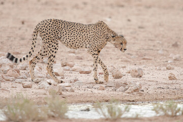 Endangered cheetah cat walking through the dry Kalahari Desert in search of water to drink