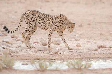 Endangered cheetah cat walking through the dry Kalahari Desert in search of water to drink