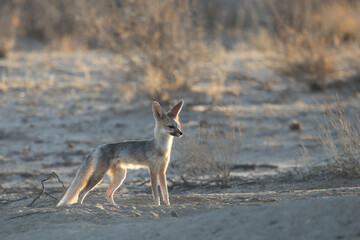 Cape fox looking for food in the arid Kalahari Desert