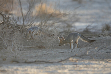 Cape fox family interacting in the early morning of the Kalahari Desert