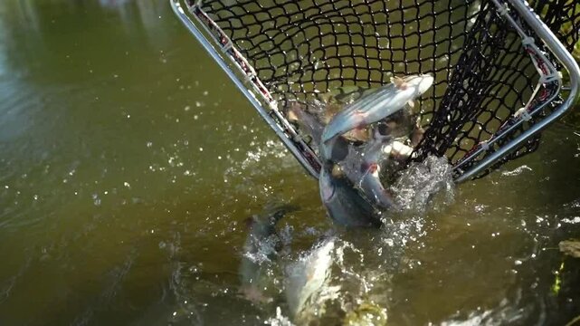 A man let go the fish from a sap into an artificial pond. Trout farming in the lake
