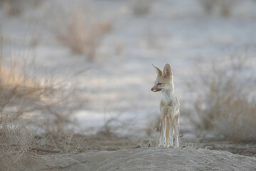 Fototapeta premium Cape fox looking for food in the arid Kalahari Desert
