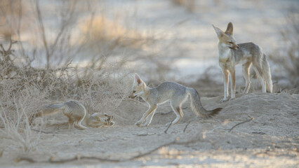 Cape fox family interacting in the early morning of the Kalahari Desert