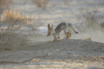 Cape fox making dust in the arid Kalahari Desert